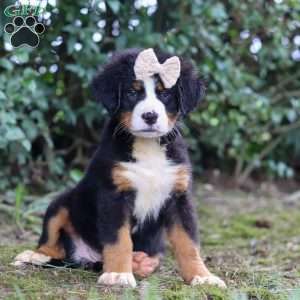 Alice, Bernese Mountain Dog Puppy